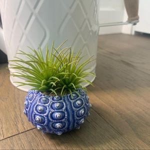 [Sold on Merc] Faux air plant